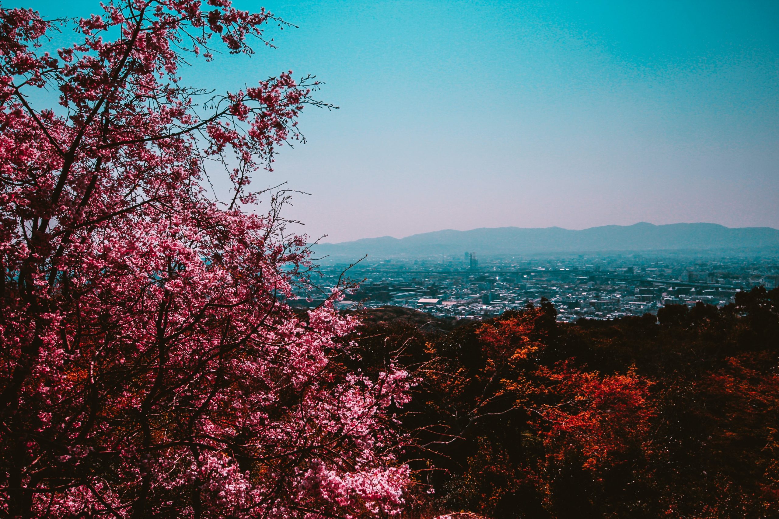 Foto di Belle Co: https://www.pexels.com/it-it/foto/albero-dalle-foglie-rosa-nella-foresta-vicino-alla-citta-sotto-il-cielo-limpido-402023/